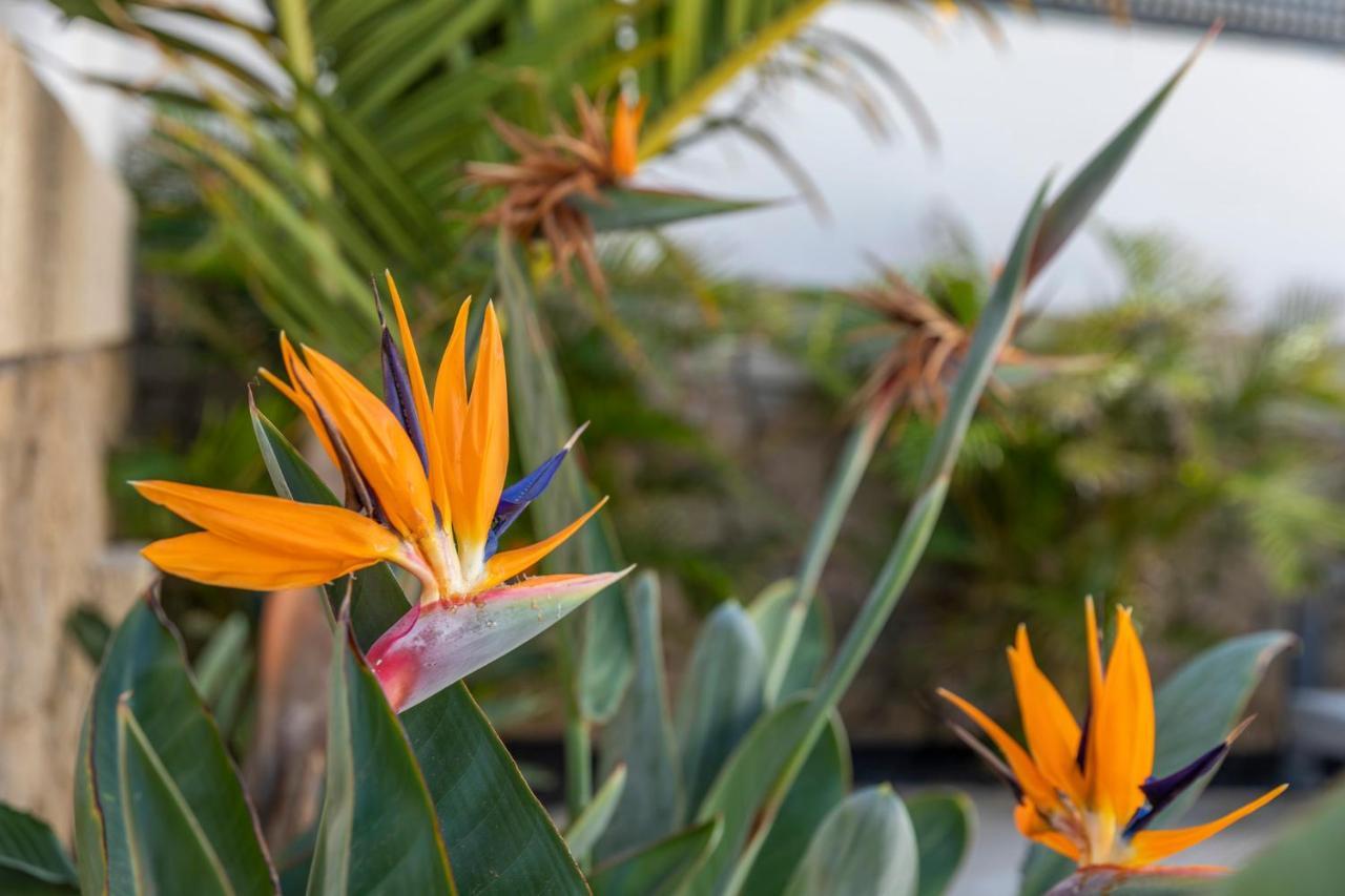 Medano4You The Strelitzia Terrace El Médano Esterno foto